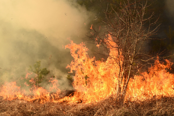 Feux de forêts : débroussailler pour se protéger !