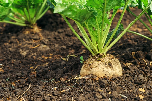 Utilisation dérogatoire de néonicotinoïdes : c’est terminé !