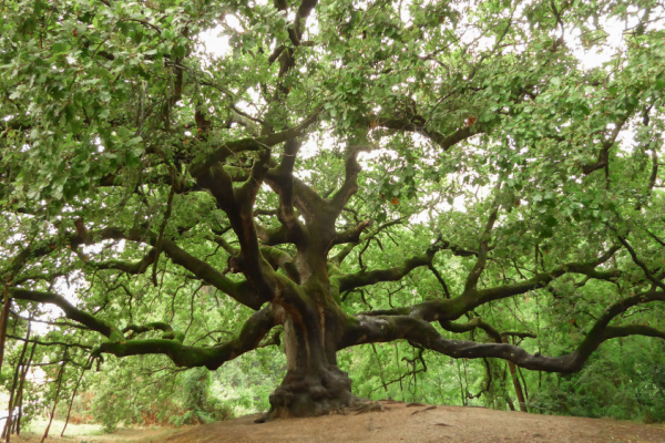 Plan local d’urbanisme (PLU) = protecteur des arbres ? Plan local d’urbanisme (PLU) = protecteur des arbres ?