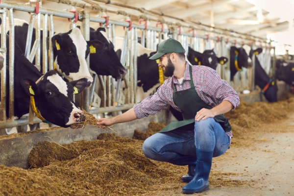 Agriculture : un plan pour l’élevage français