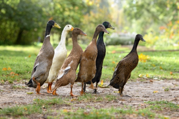Grippe aviaire : la situation sanitaire s’améliore…
