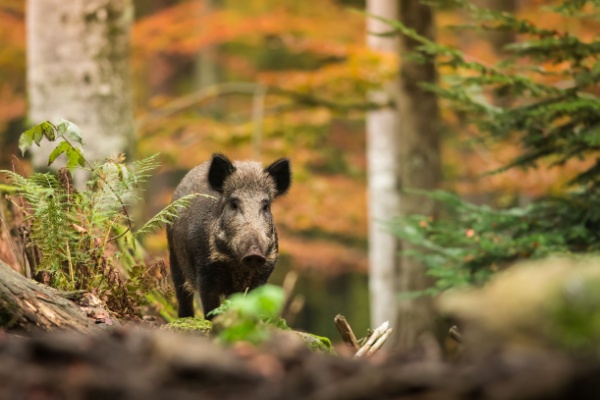 Clôture des espaces naturels : du nouveau