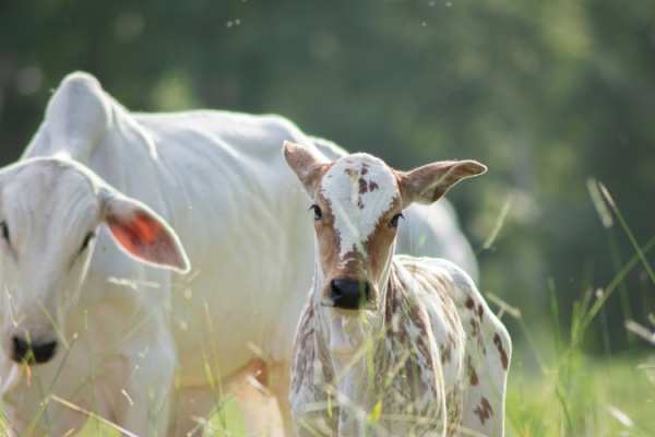 Visites sanitaires obligatoires pour la filière bovine : une expérimentation mise en place !   