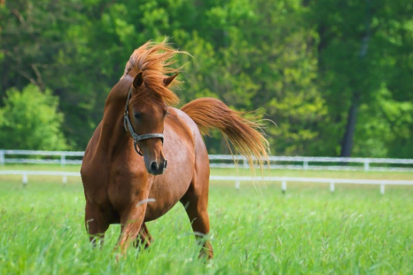 Vente de chevaux vivants : une baisse du taux de TVA en vue ? 