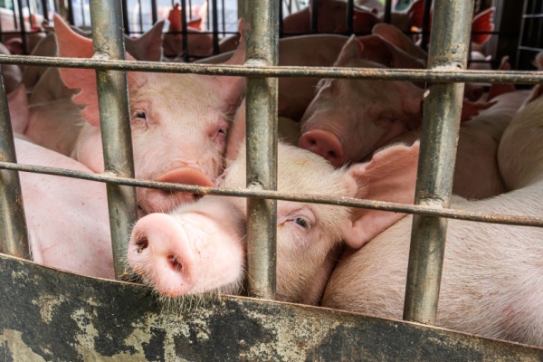 Abattoirs et protection de l’environnement : quelles modalités ? Abattoirs et protection de l’environnement : quelles modalités ?
