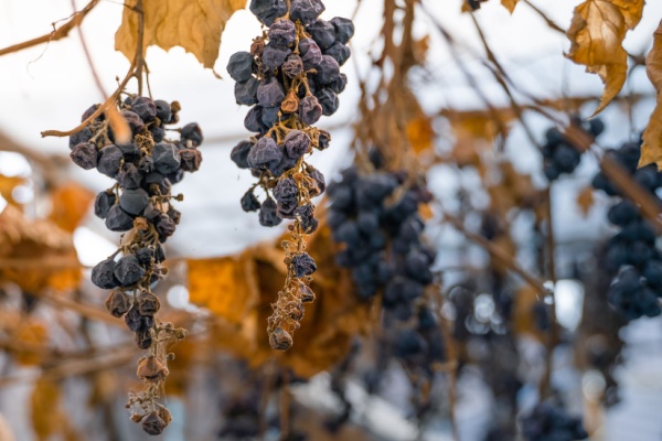 Vignes en friche : une sanction pour protéger les cultures Vignes en friche : une sanction pour protéger les cultures