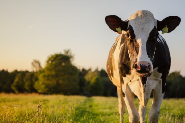 Agriculture : le point sur les mesures d’aide 