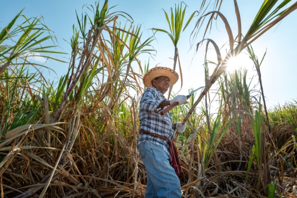 Canne à sucre : quelle enveloppe d’aides pour les récoltes 2025 ?