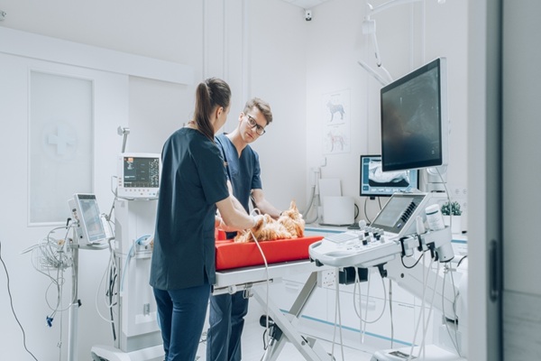 Vétérinaires : une délégation possible pour certains actes