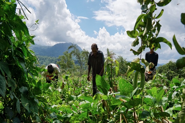 Exploitants agricoles ultramarins : évolution de l’exonération des cotisations sociales 
