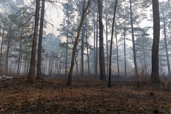 Aide au renouvellement forestier : un accès réglementé ? 
